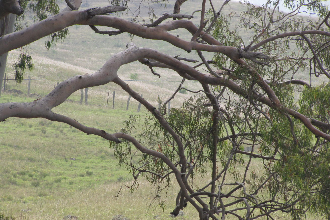 The bark and leaves of a lemon-scented gum branch in daylight.