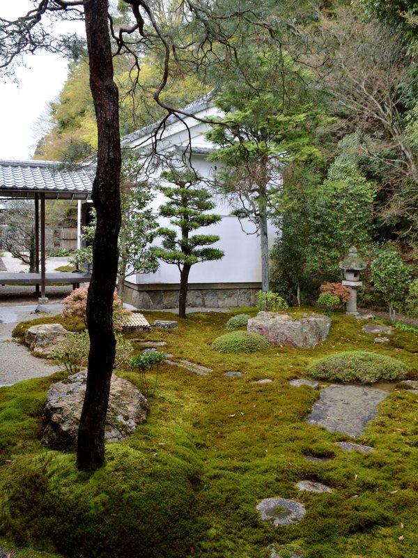 A moss garden with a clipped pine, stepping stones and a low stone lantern