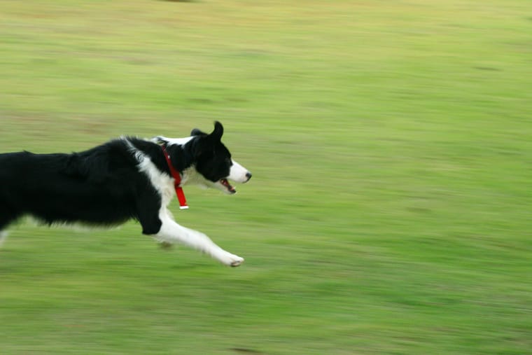 A black and white collie running flat out across cut grass with its ears back.