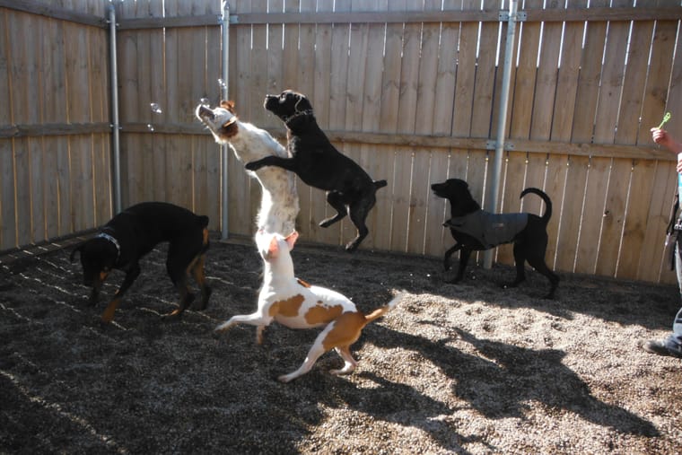 Two dogs leaping after soap bubbles in an enclosed yard.
