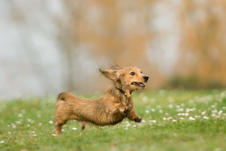 A dachshund running through long grass and daisies towards the camera.