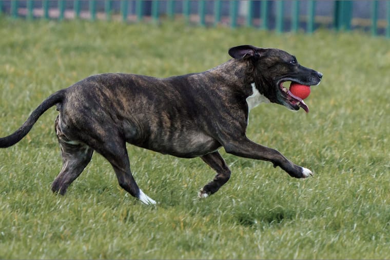 A brindle dog standing on park grass with a red ball at its feet.