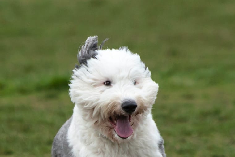 A shaggy grey and white sheepdog running head-on towards the camera.
