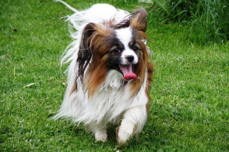 A small papillon with large fringed ears running across mown grass.