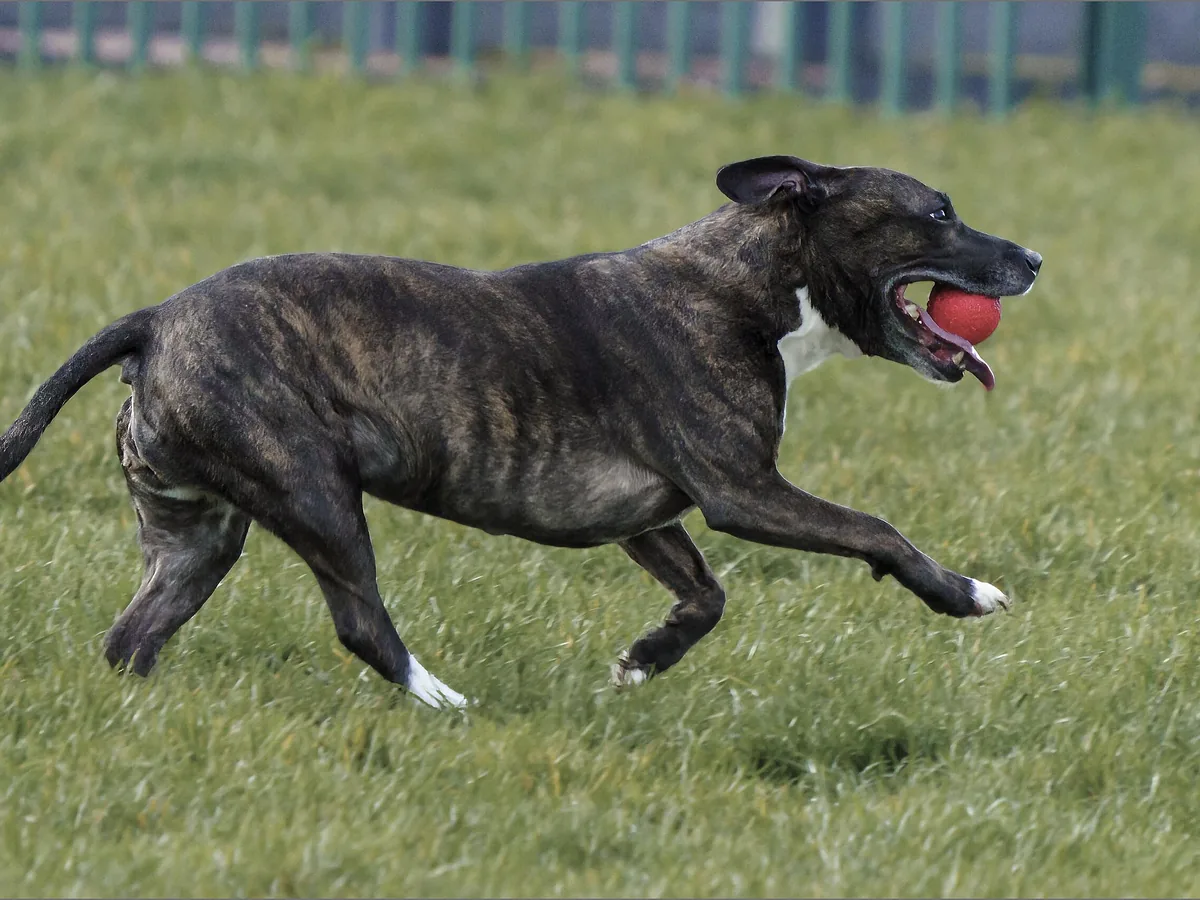 Brindle dog running across grass carrying a ball