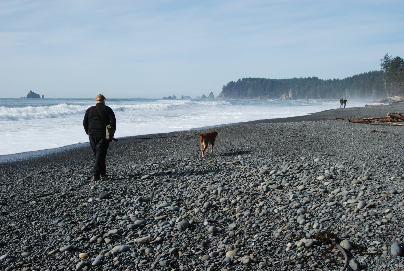 A walker seen from behind leading a dog on leash along a pebbled Pacific beach.