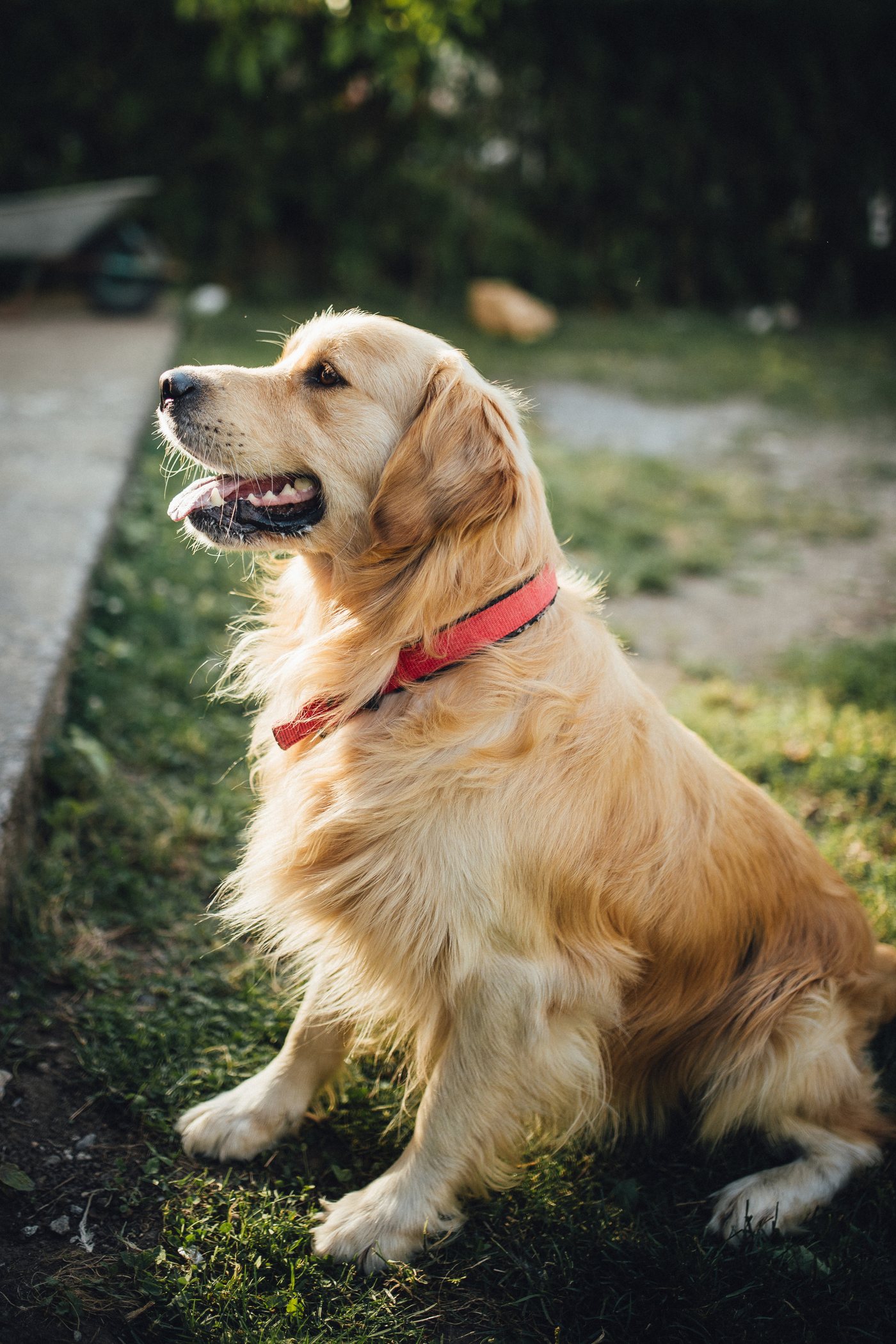 A golden retriever in a red collar sitting calmly on the grass beside a garden path.