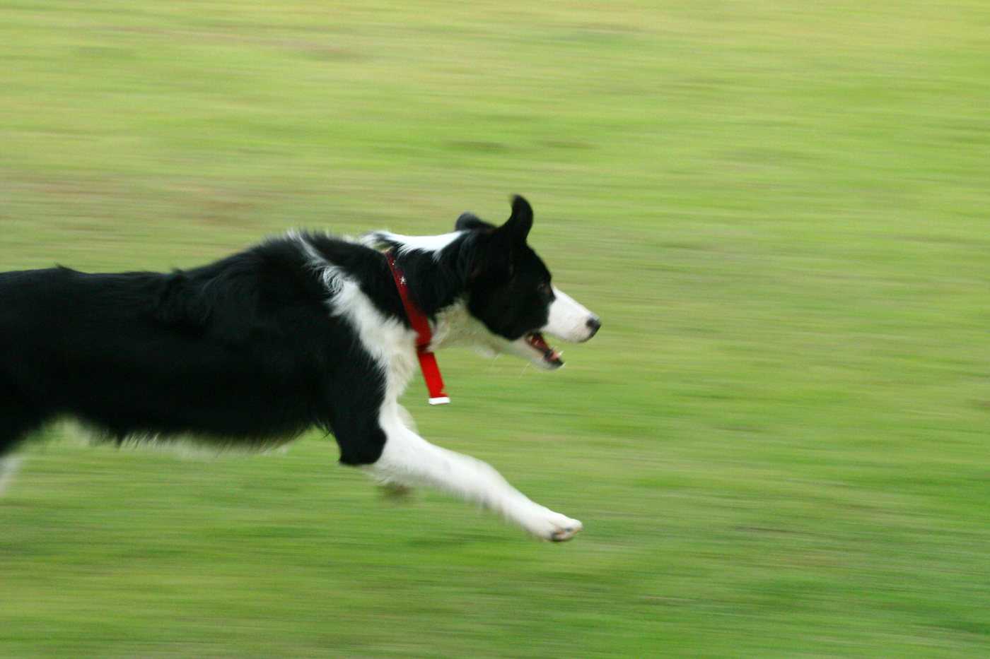 A black and white border collie in a red collar running flat out across a green field.