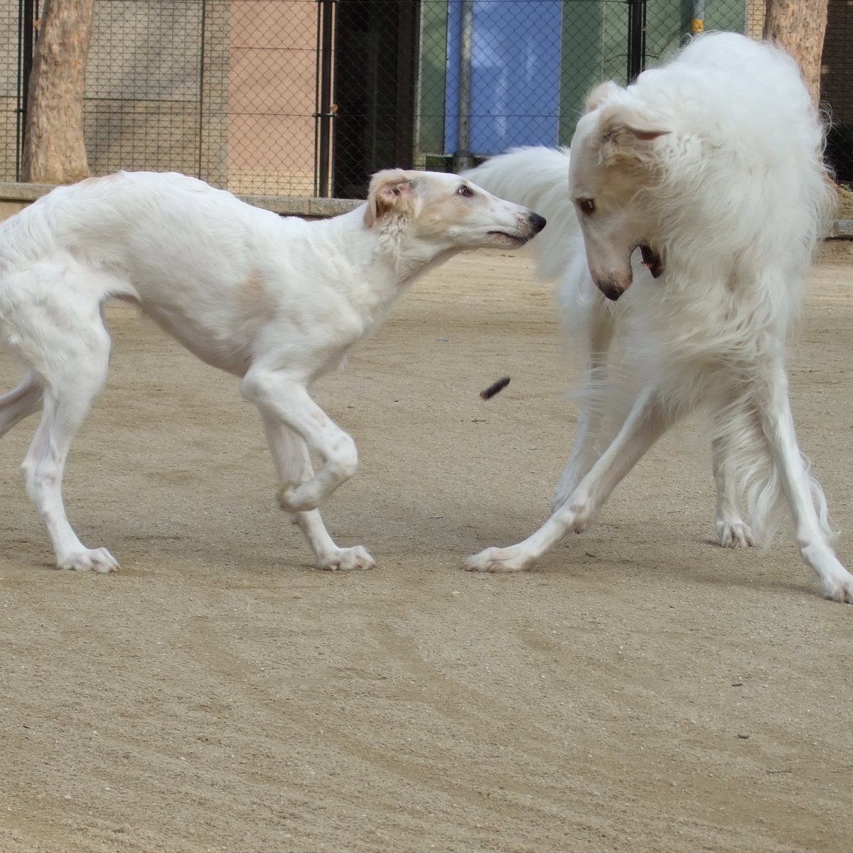 Two long-coated white dogs greeting each other in a fenced play yard.