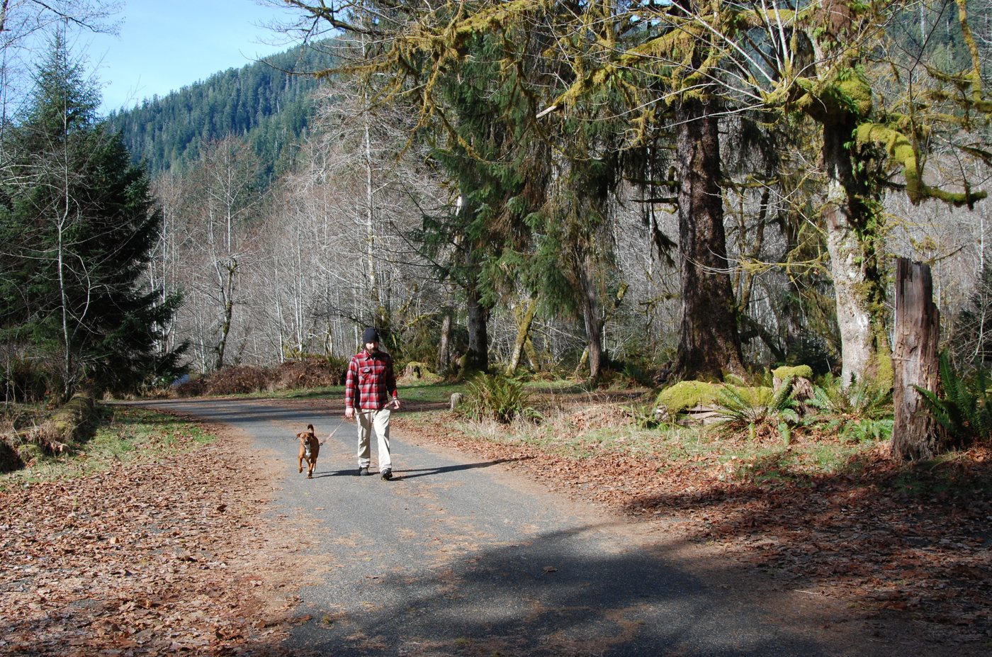 A walker in a plaid jacket leading a small brown dog on leash along a quiet forest road.