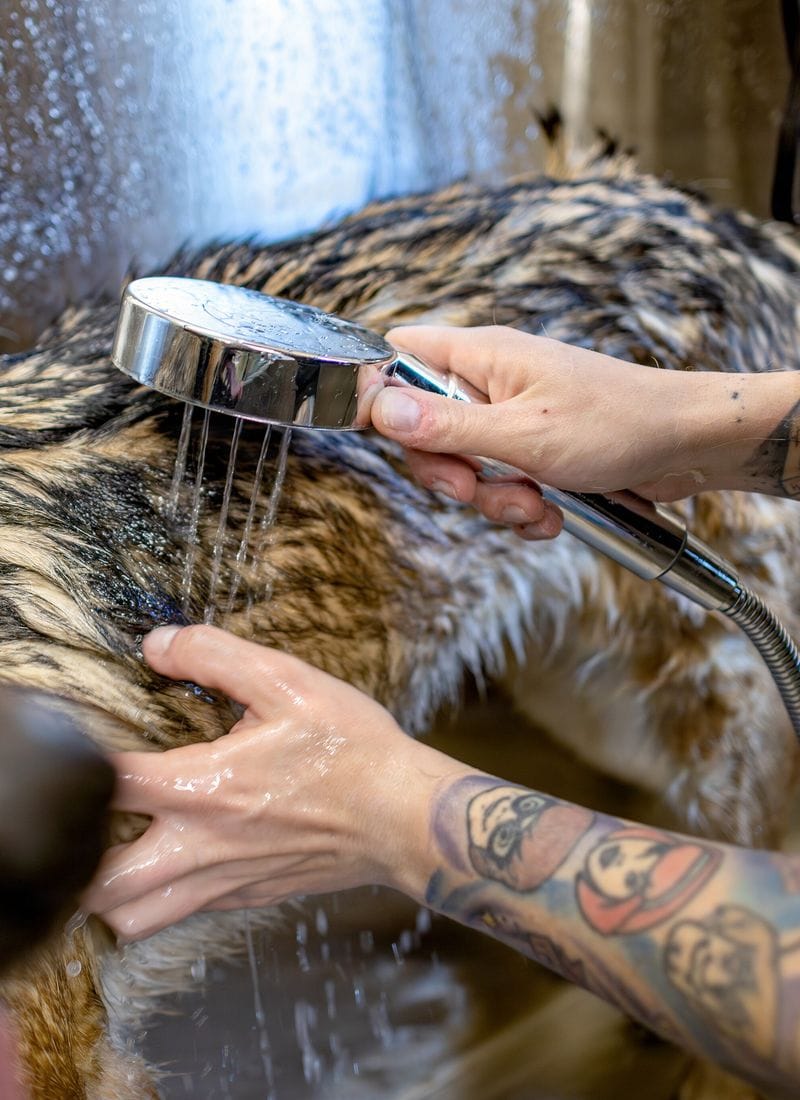 A hand shower rinsing lather out of a German shepherd's soaked coat.