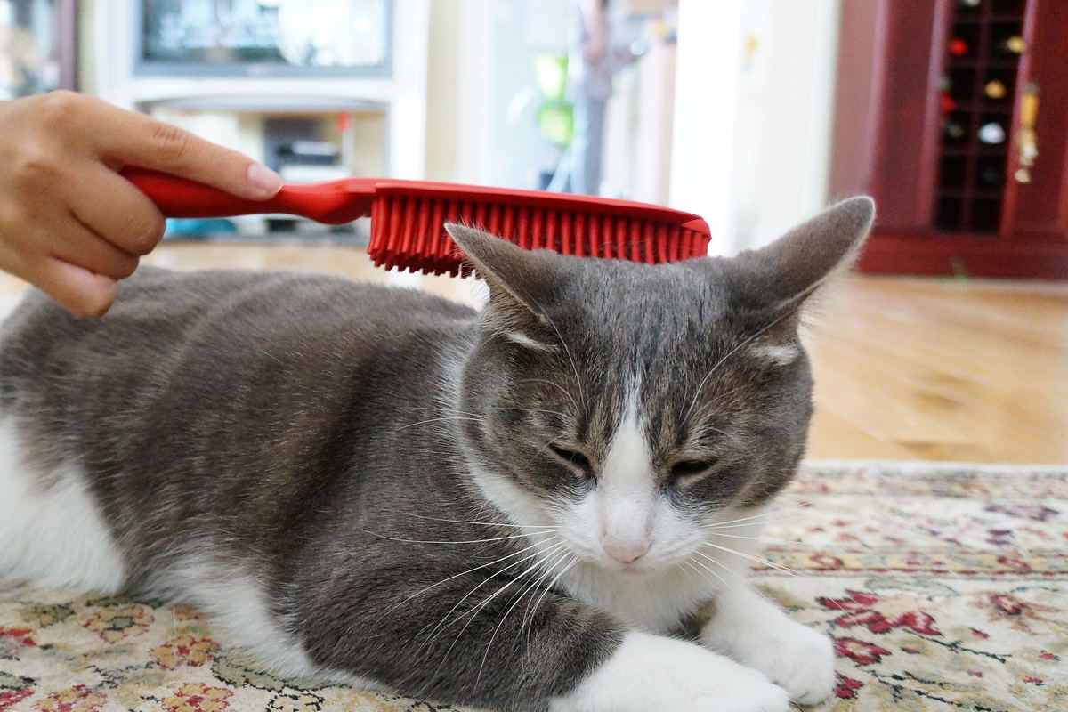A red brush drawn along the back of a grey and white cat lying on a patterned rug.