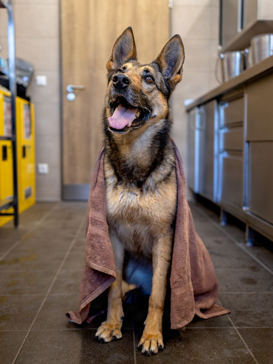 A German shepherd sitting wrapped in a towel after a bath, ears up and mouth open.