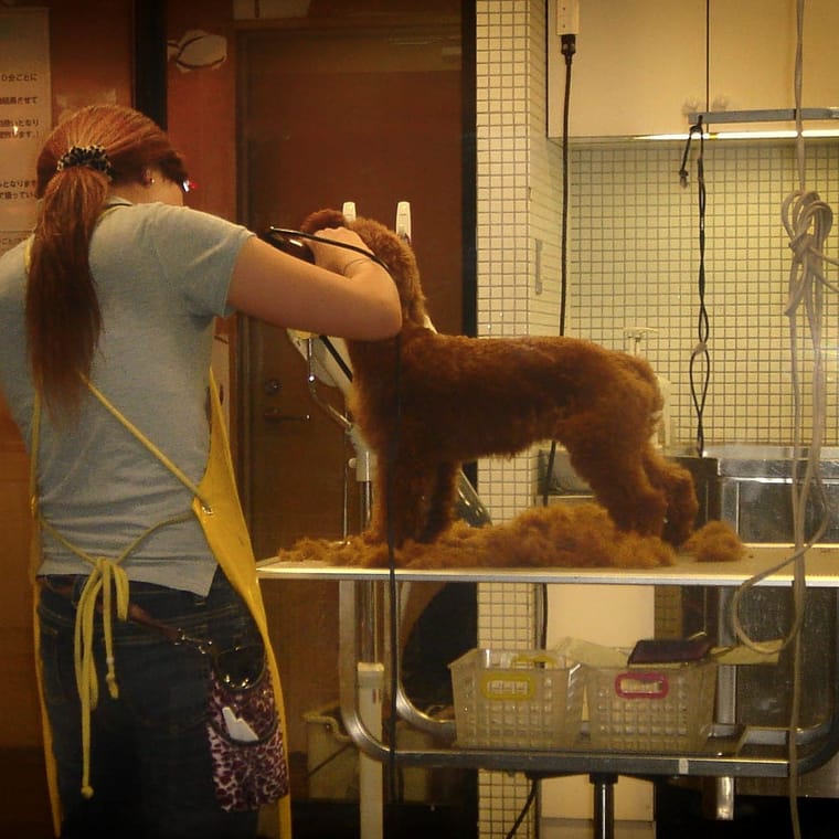 A groomer blow-drying a red long-coated dog standing on a grooming table.