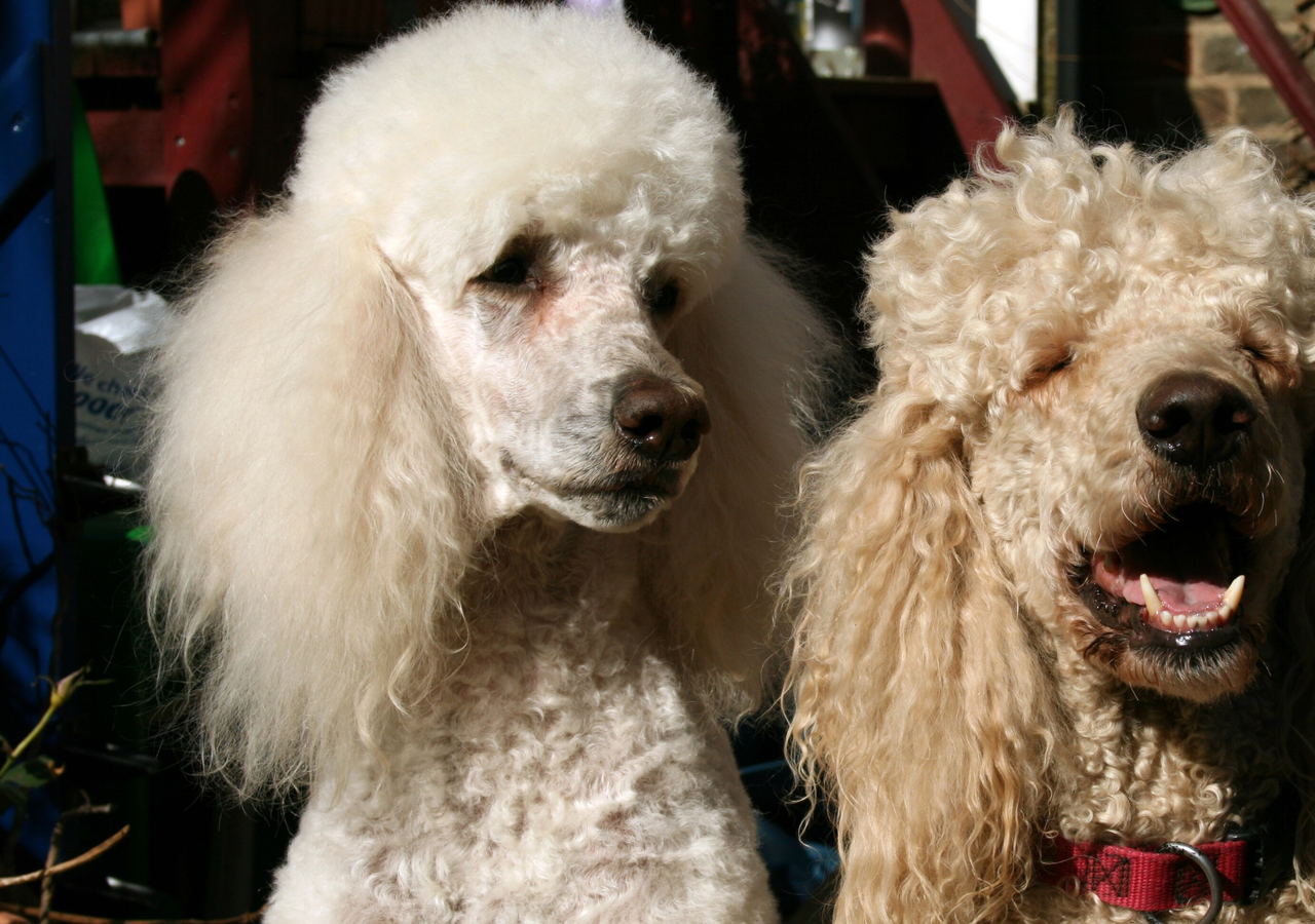 Two freshly clipped poodles sitting side by side, one white and one apricot, looking towards the camera.