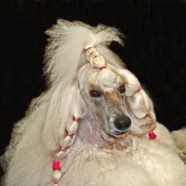 Salon detail: the head of a white poodle in show trim, its topknot held in pink wraps.