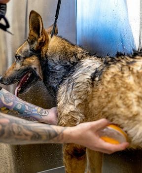 A German shepherd lathered on a steel bath table while a tattooed hand works shampoo into its coat.
