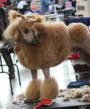 An apricot standard poodle standing on a grooming table in a freshly scissored trim.