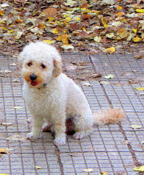 A freshly groomed curly-coated dog sitting out on the pavement after its appointment.