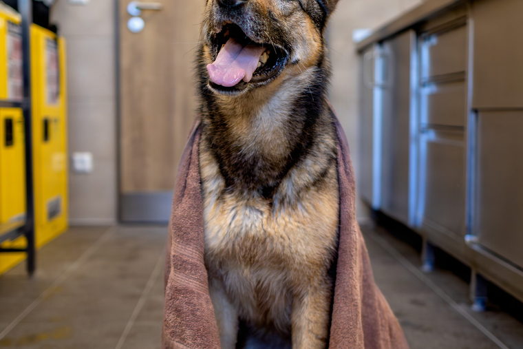 A shepherd dog sitting upright wrapped in a pale towel, alone in the frame.