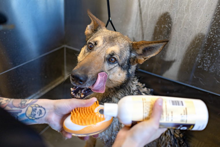 A hand holding a rubber curry brush against a dog's shoulder while the other hand steadies a bottle.