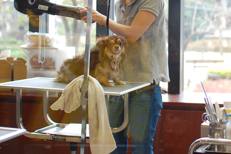 A long-coated dog on the table being dried after a bath, towel folded to one side.