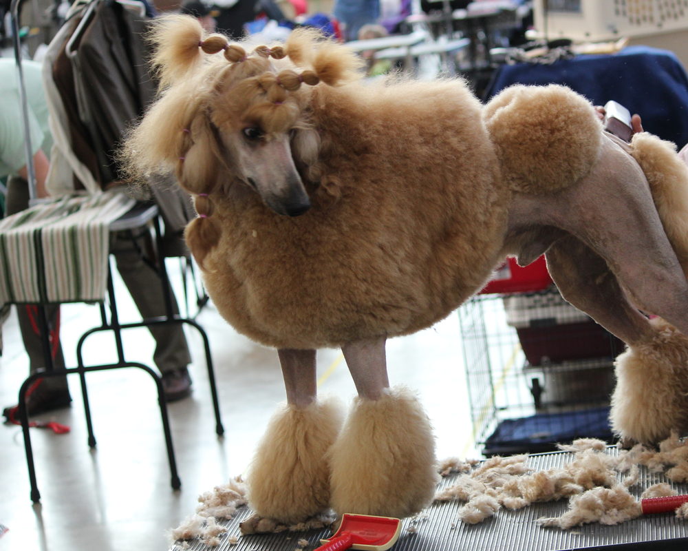 An apricot poodle standing on a grooming table part-way through a clip, with clippings and a red slicker brush beside it.