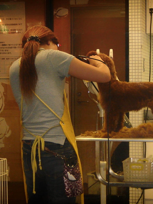 A groomer seen from behind at a grooming table in a wide salon room, working on a small brown dog.
