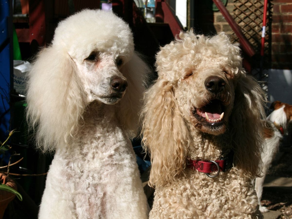 Two groomed standard poodles, one white and one apricot, standing close together.