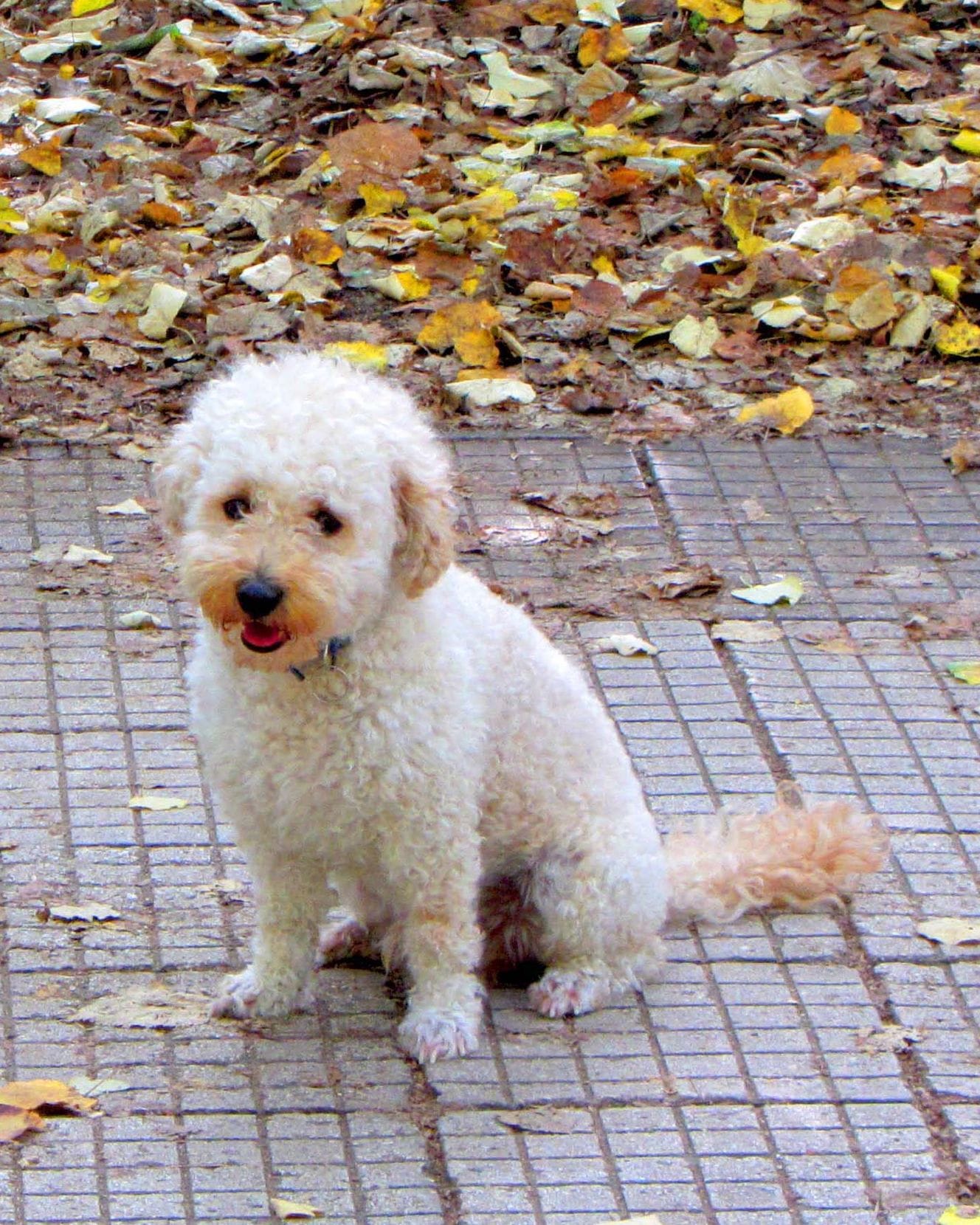 A freshly groomed white maltipoo sitting on paving and looking up.
