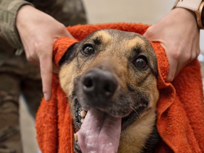 A German shepherd&rsquo;s head wrapped in an orange towel and held in two hands after a bath.