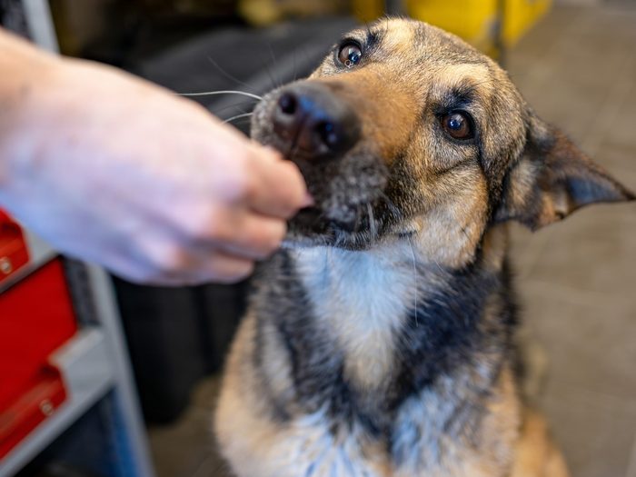 A short-coated shepherd mix looking up in a grooming room, a hand steadying it at the muzzle.