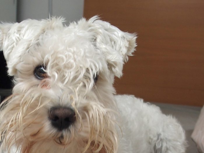 A white schnauzer with its beard and eyebrows scissored into shape.