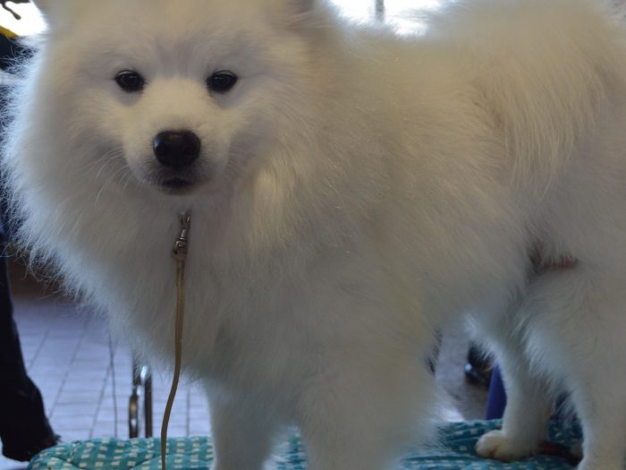 A white spitz standing on a grooming table pad with its coat brushed out and dried.