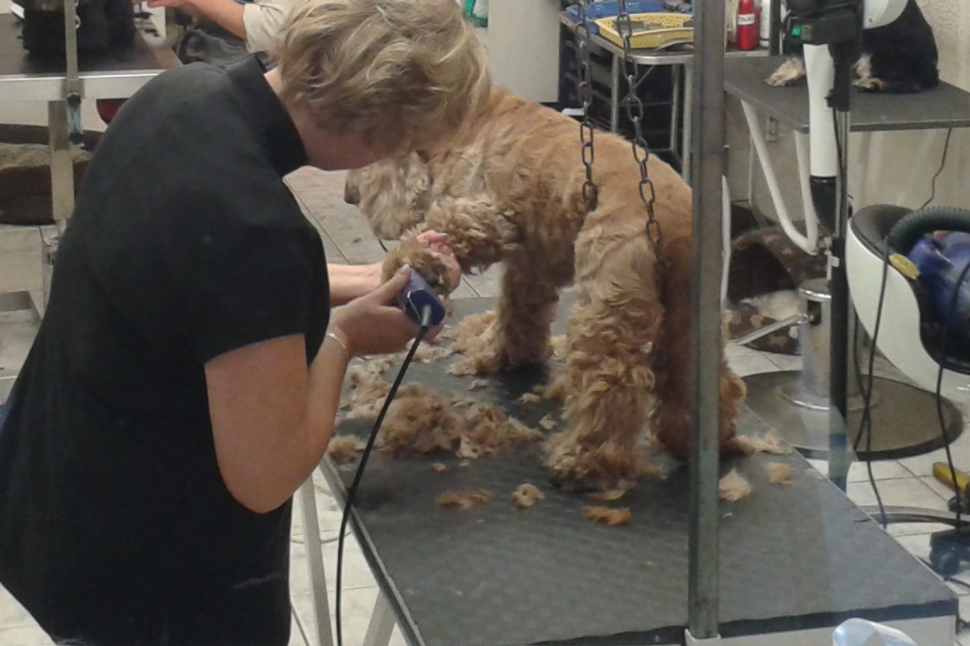 A groomer clipping an apricot cockapoo on a grooming table, trimmed coat gathered on the mat and dryers along the wall behind.