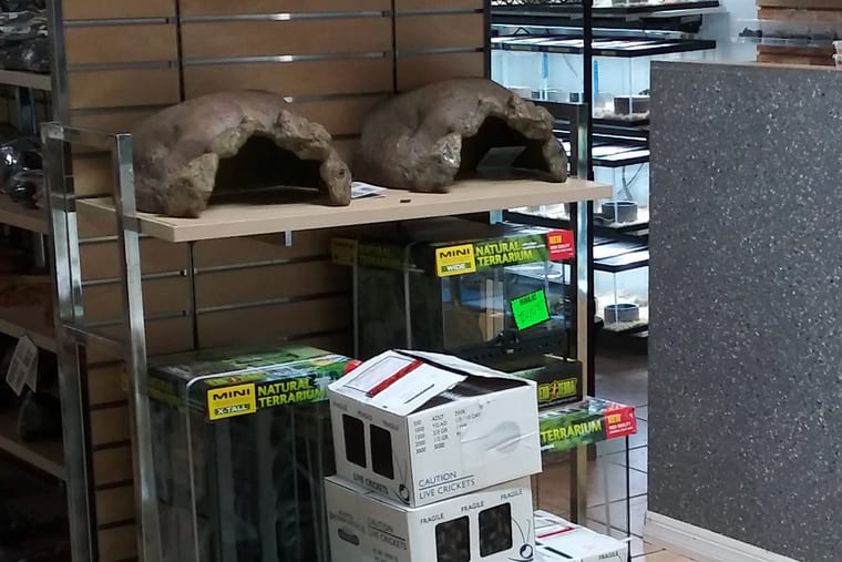 Shop shelving holding rock hides, boxed mini terrariums and cartons of live crickets.