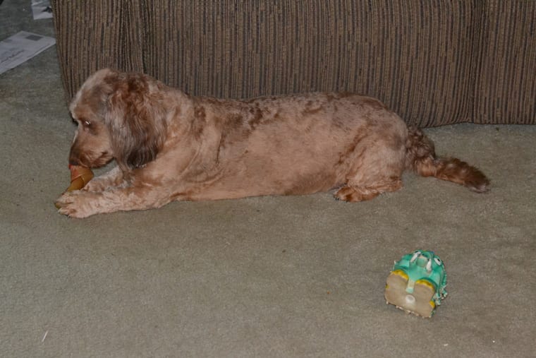 A curly-coated dog lying on a bare floor with a small rubber toy on the ground beside it.