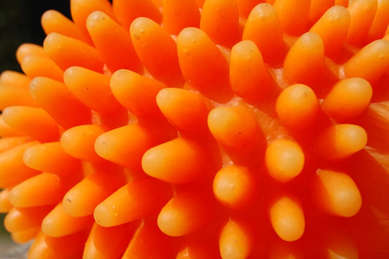 A close view of the moulded knobbles on an orange rubber dog ball.
