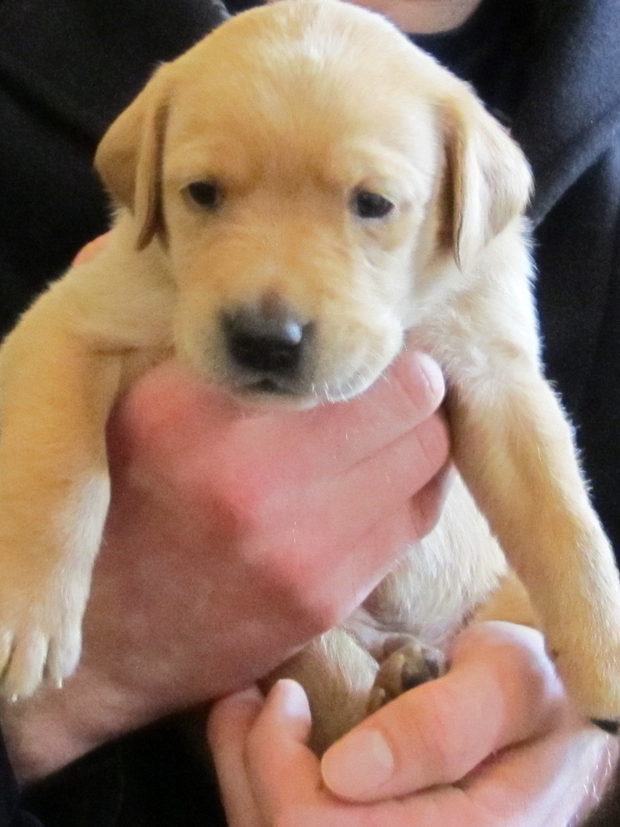 A fox-red Labrador puppy held in both hands, its paws resting over the fingers.