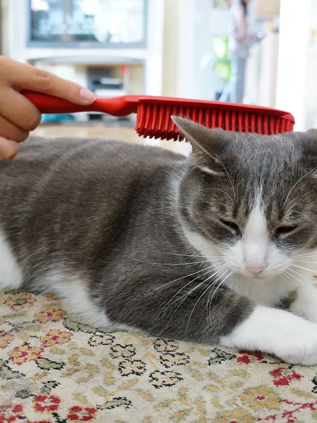 A hand drawing a red brush along the back of a grey and white cat.