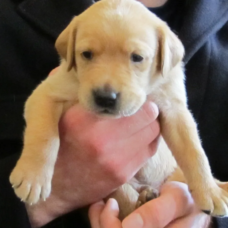 Puppy supported in two hands during a handling check