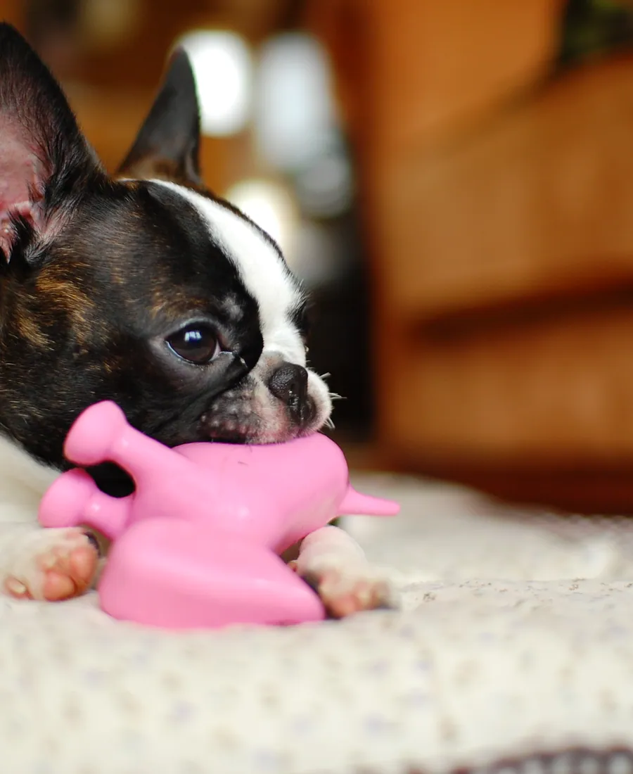 Close crop of a small dog with a rubber toy