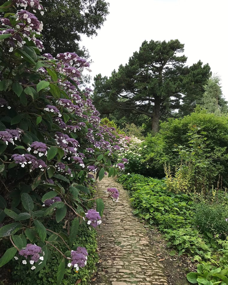 A narrow cobbled path running between tall flowering hydrangeas and low planting towards a stand of trees.