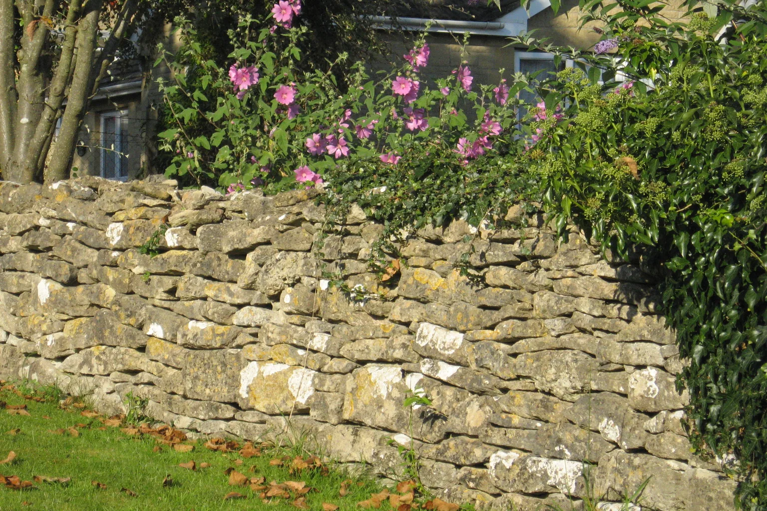 A dry-stone garden wall with planting along the top