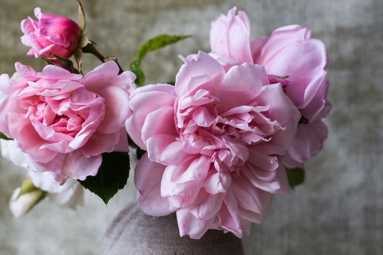 A close view of pale pink garden roses, one of them still in bud.
