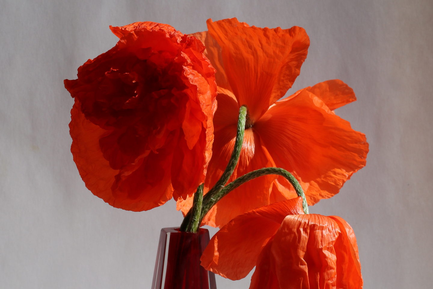 Oriental poppies in a cut-glass stem vase, shot against plain white.