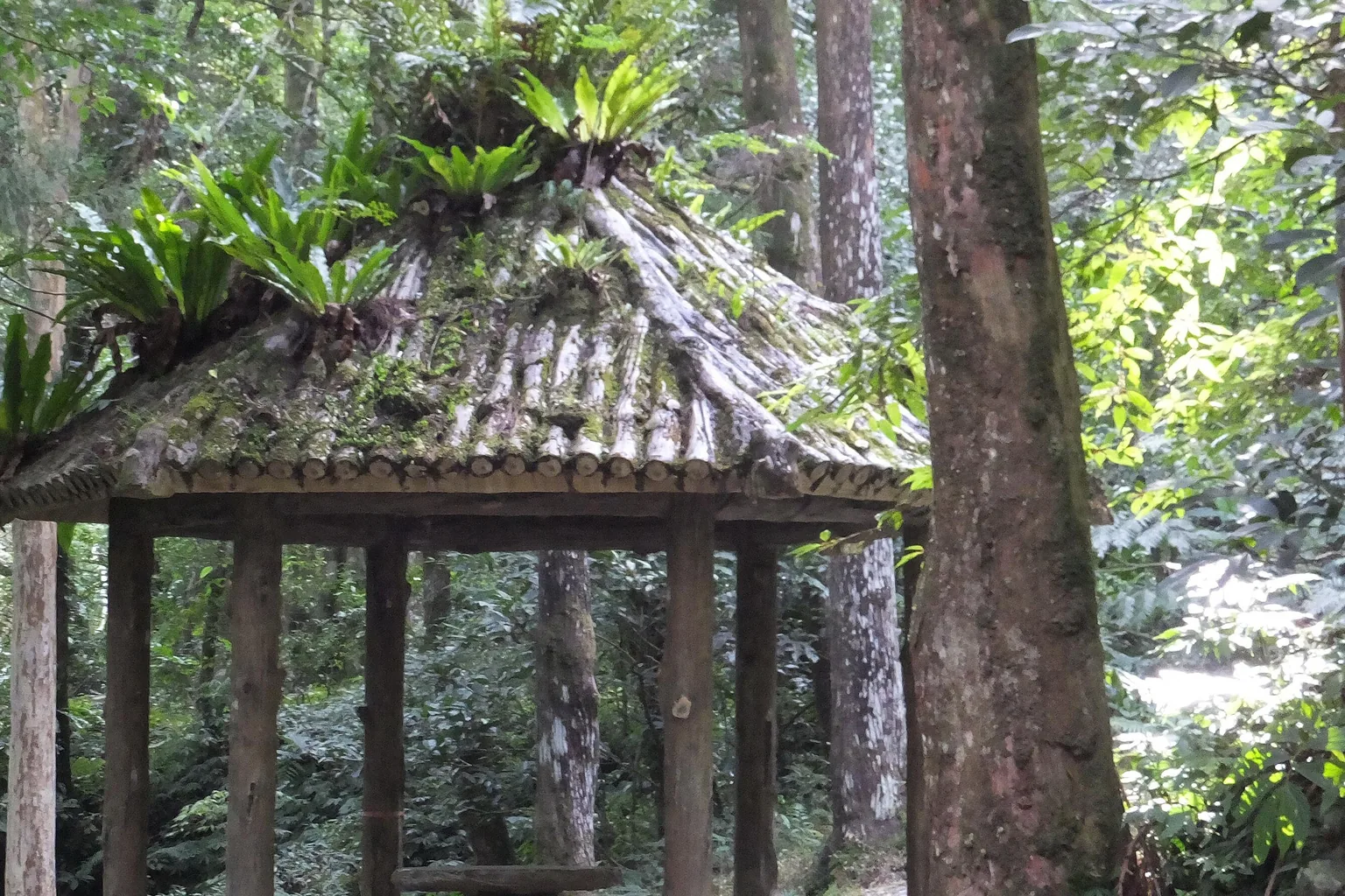 Forest Pavilion environment photograph