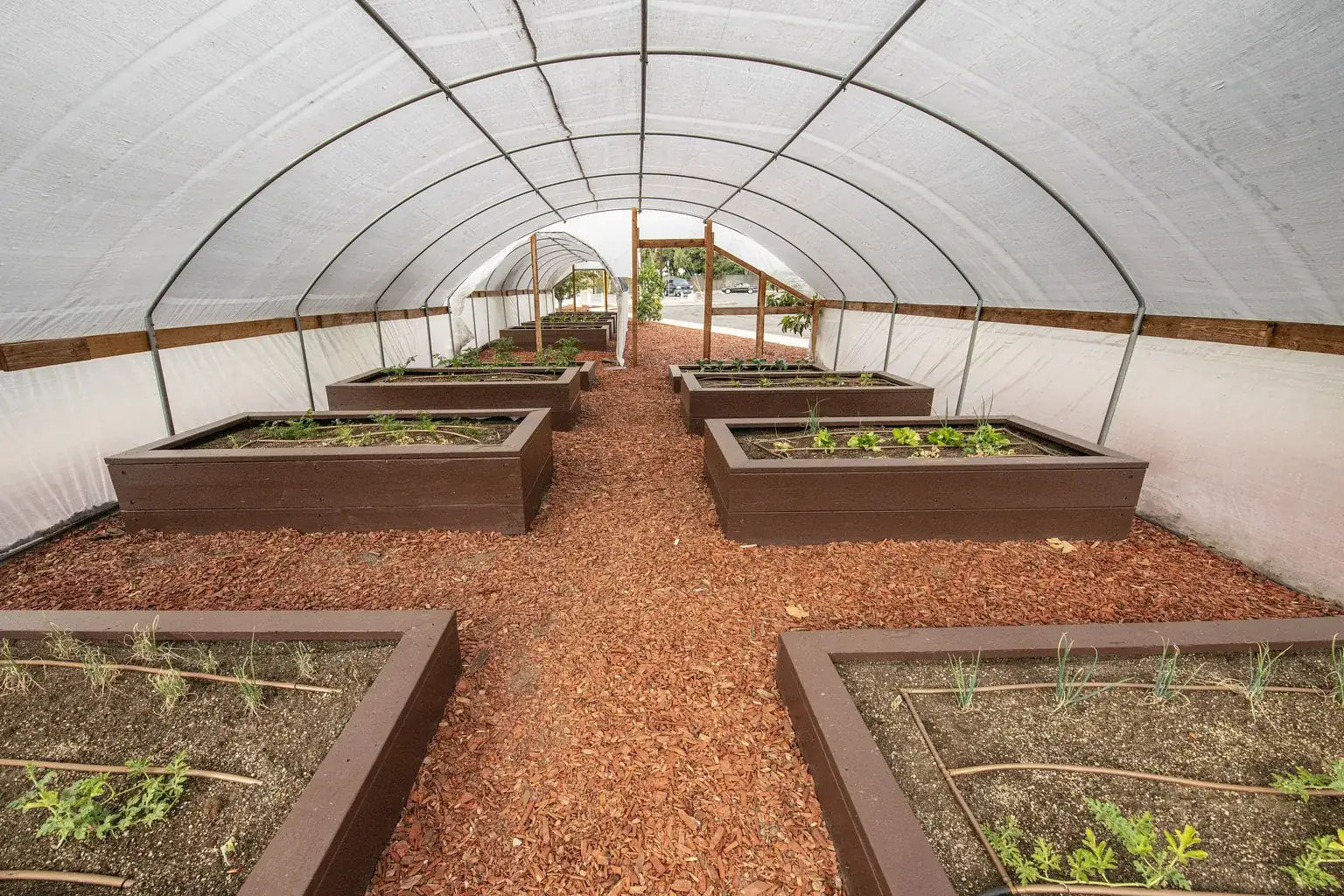 Raised growing beds under a community garden hoop house