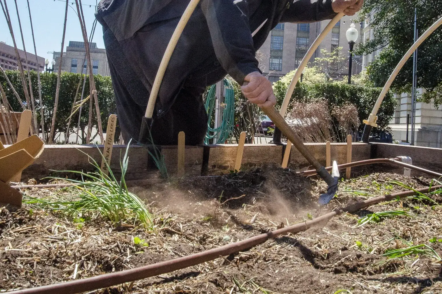 A volunteer breaking ground with a hoe in a downtown growing plot